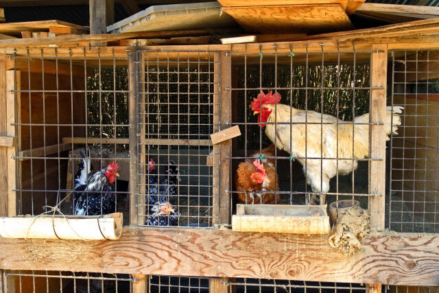 にわとりの飼育小屋