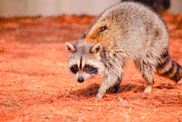 アライグマを見つけたら？正しい対処法と目撃情報の連絡先について 