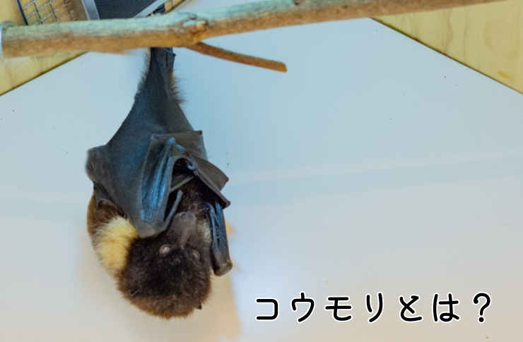 コウモリ対策の基本を3つご紹介!その上でコウモリの生態についてもご紹介 | 害獣駆除ガイド/日本有害鳥獣駆除・防除管理協会