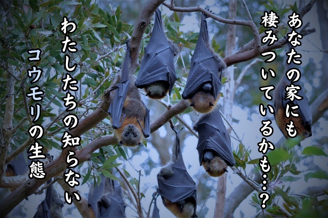 あなたの家にも棲みついているかも…？意外と知られていない