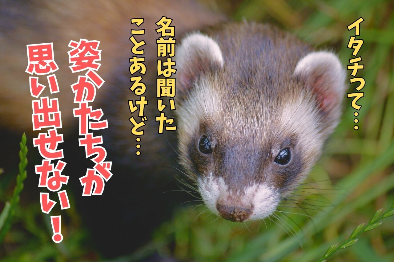 あなたはイタチの姿をイメージできますか？日本の在来種！…でも知ら