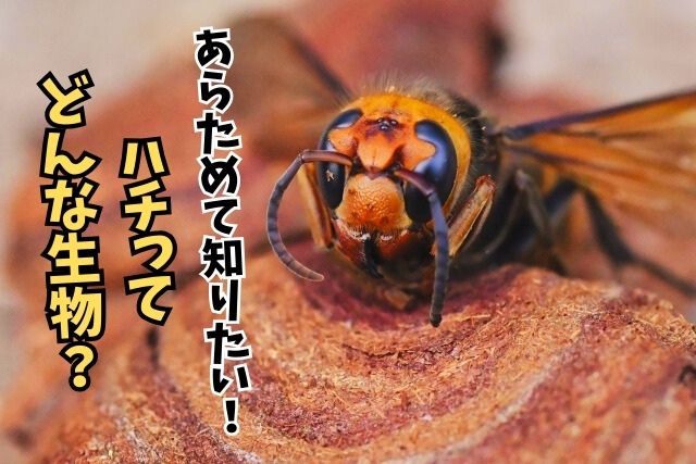 ハチってどんな生き物なの？知っているようで知らない、身近で