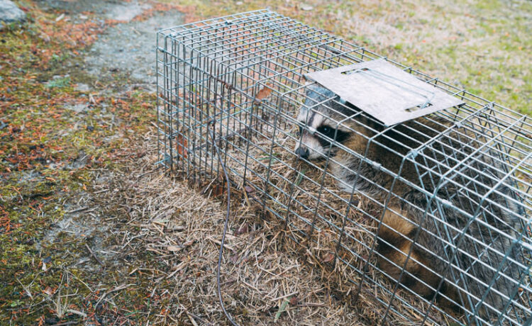 アライグマの捕獲には免許が必要！その理由は？狩猟免許と取得方法も詳しく解説