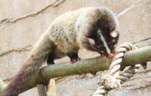 ハクビシンのフンは感染症の元？生態と対策を徹底解説！