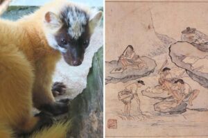 テンってどんな生き物なの‥？あまり知られていないマイナー害獣テンを深掘り！ | 害獣駆除ガイド／日本有害鳥獣駆除・防除管理協会