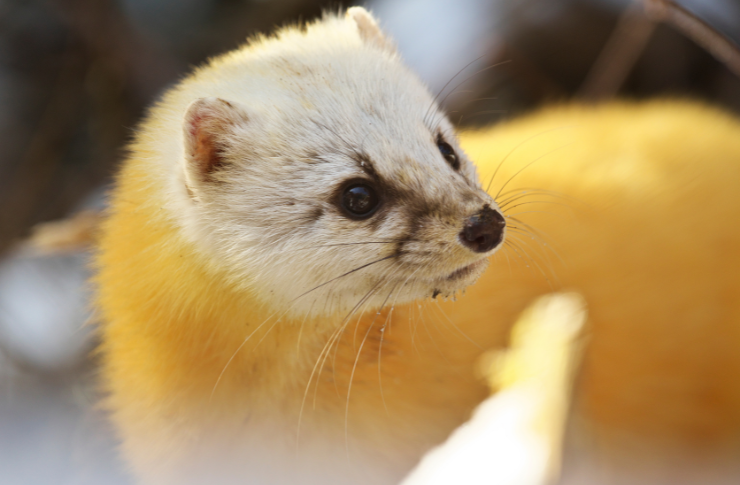 テンという動物をご存じですか？放っておくと、実は危険かも！？テン 