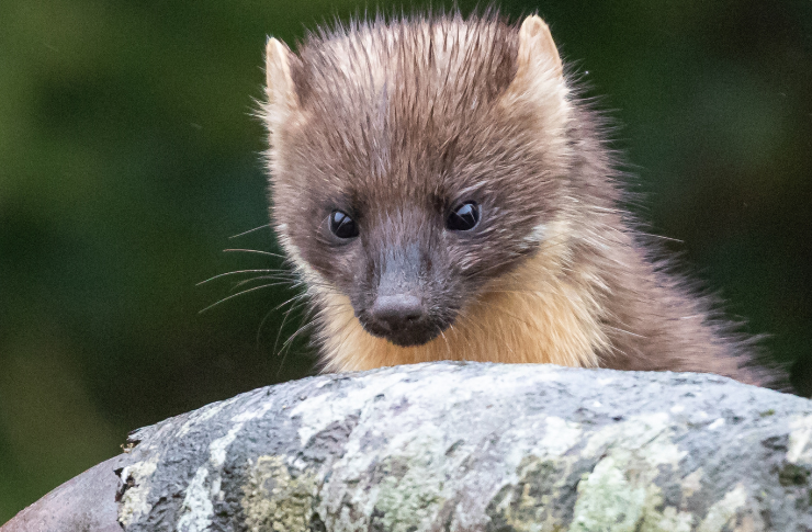テンという動物をご存じですか？放っておくと、実は危険かも！？テンについてご紹介します | 害獣駆除ガイド／日本有害鳥獣駆除・防除管理協会