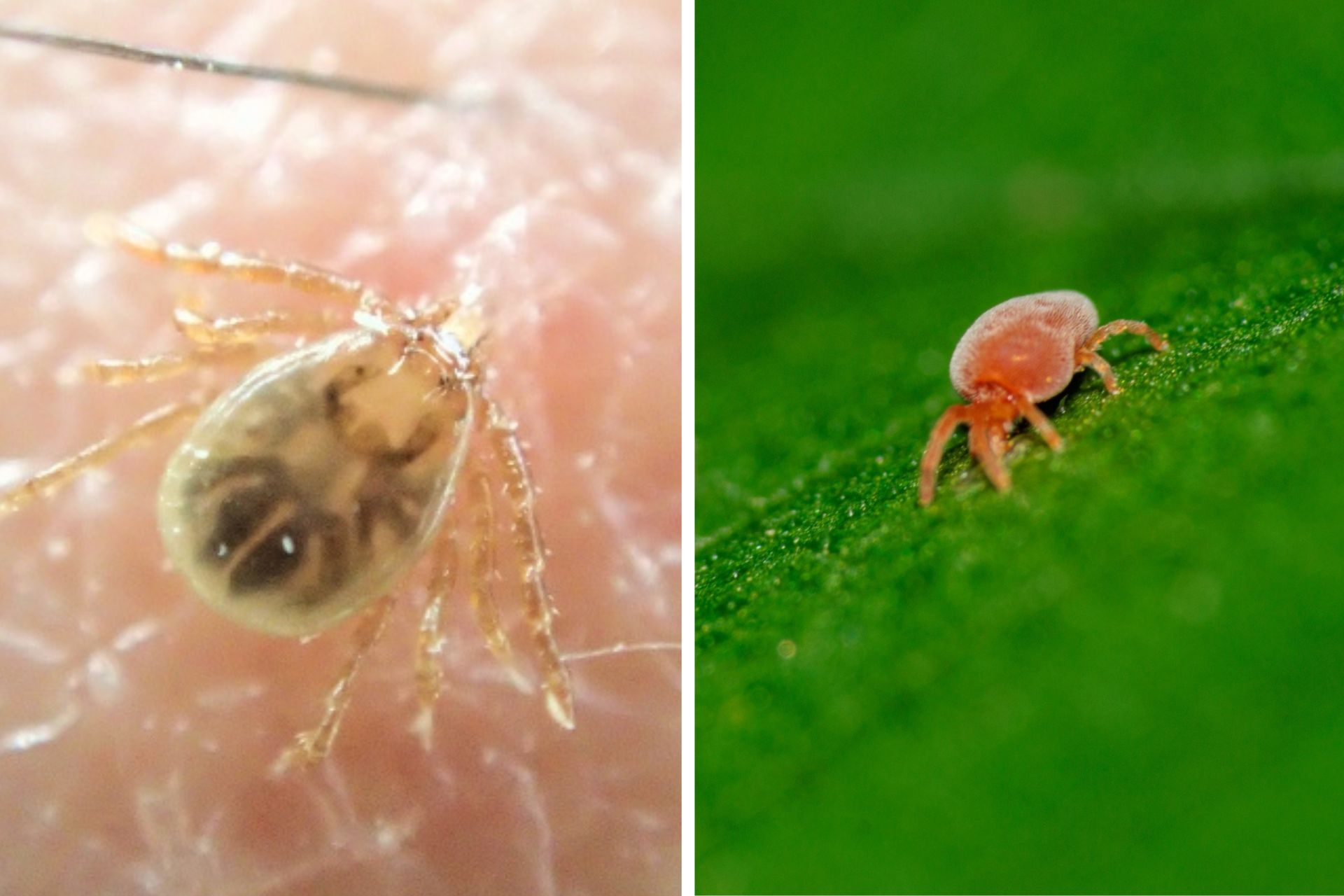 【ダニ対策大全】ダニ被害に悩んでいる方に、おすすめの対策法をご紹介! | 害獣駆除ガイド/日本有害鳥獣駆除・防除管理協会