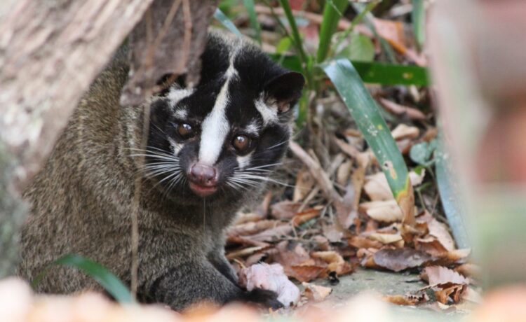 ハクビシン フン 屋根