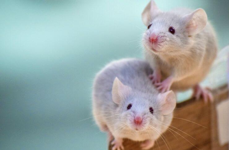 図解】ネズミが出る家の特徴は4つ！自力でできる予防対策を解説 | 害獣