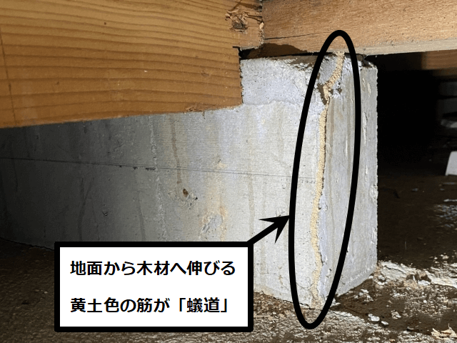 床下の基礎表面に作られた蟻道1