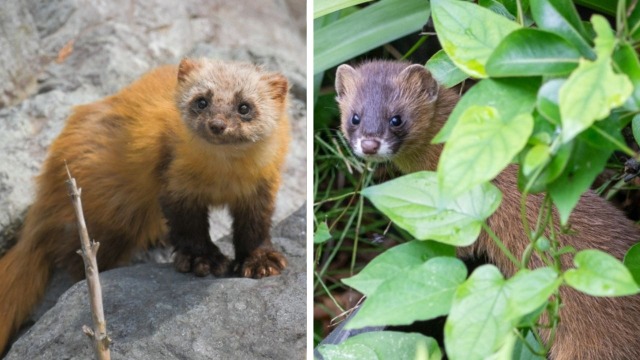 意外と知られていない「イタチ」と「テン」 画像を交えて分かりやすく