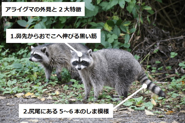 アライグマの外見と2つの特徴 1.鼻先からおでこへ伸びる黒い筋 2.尻尾にある5～6本のしま模様