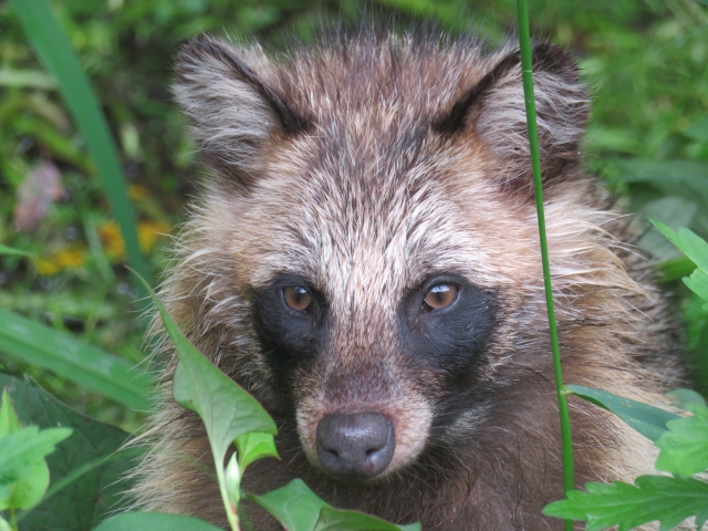 タヌキは害獣にもなり得る!タヌキの生態や害獣被害・防除方法を解説 タヌキは害獣にもなり得る!タヌキの生態や害獣被害・防除方法を解説