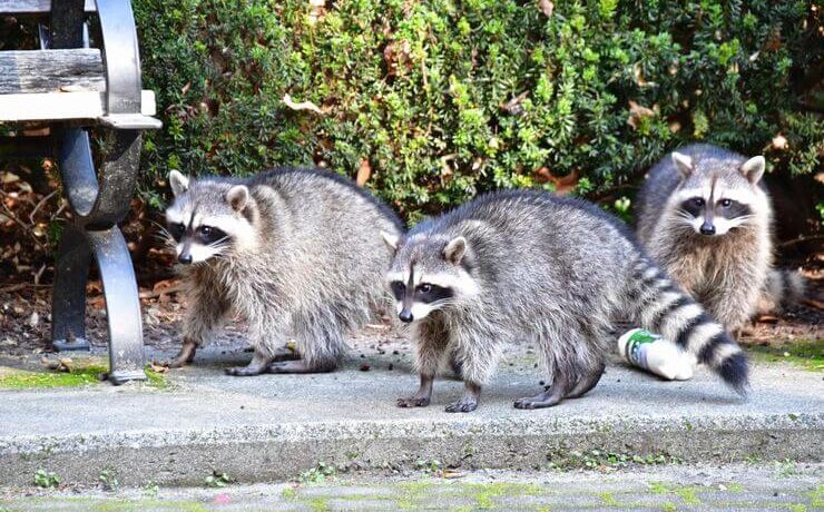 アライグマ 生態