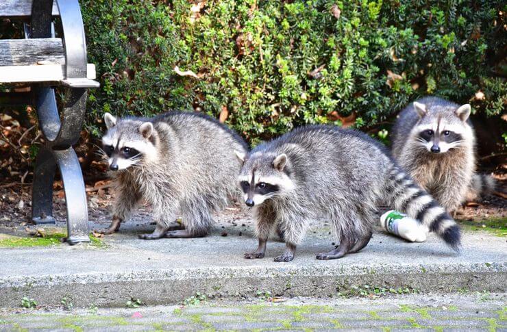 アライグマの生態は？性格や行動パターン、見つけたときの対処法を解説