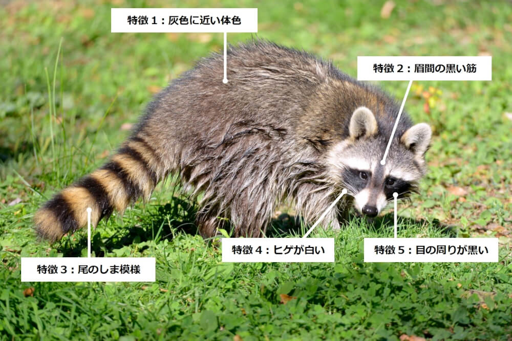 アライグマの外見の特徴