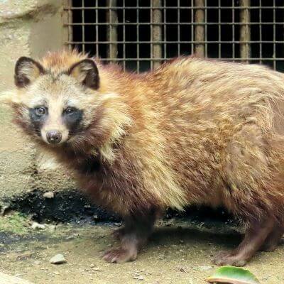 屋根裏の動物2 タヌキ