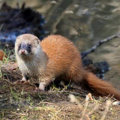 屋根裏の動物3 イタチ