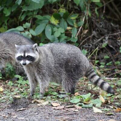 屋根裏の動物6 アライグマ