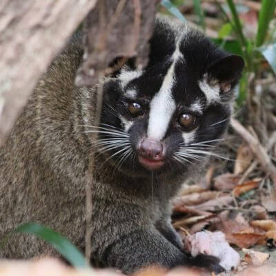 屋根裏の動物5 アライグマ