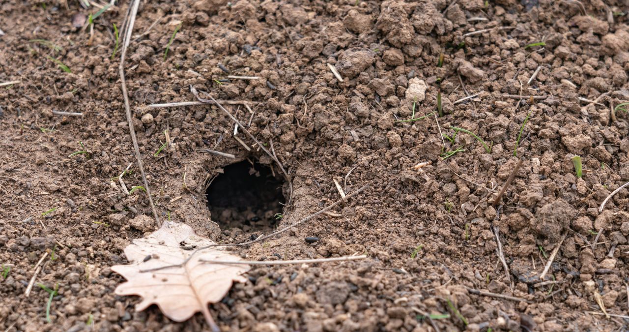 底に何か掘ってありますが不明 ネズミの巣は土の中にできる？モグラの穴との違いも解説 - 駆除