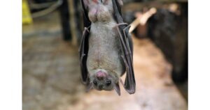 コウモリが1匹いたら要注意！最初にすべき追い出し方やNG行動を解説！
