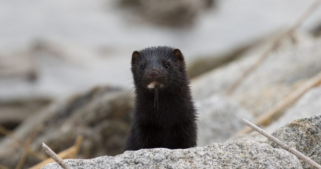 岩陰で黒いイタチがこちらを見る様子