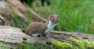 草原からイタチがこちらをうかがう様子