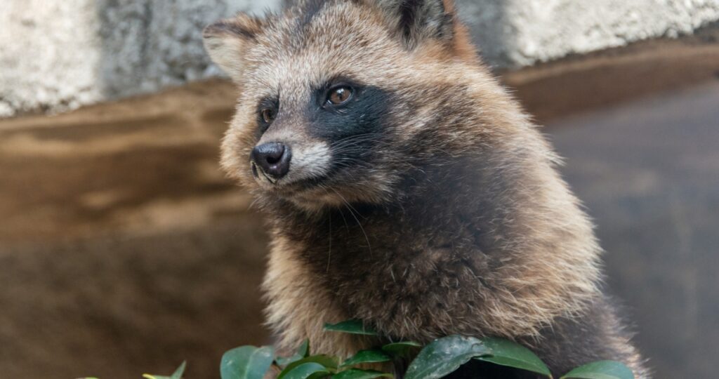 家に出没したアライグマがこちらを斜めに見る様子