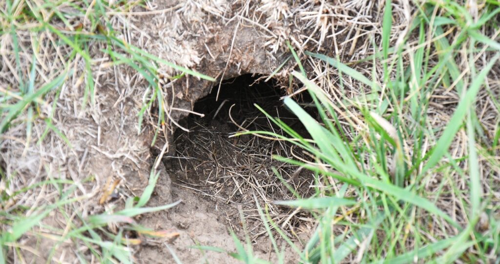 イタチをはじめとした害獣の巣