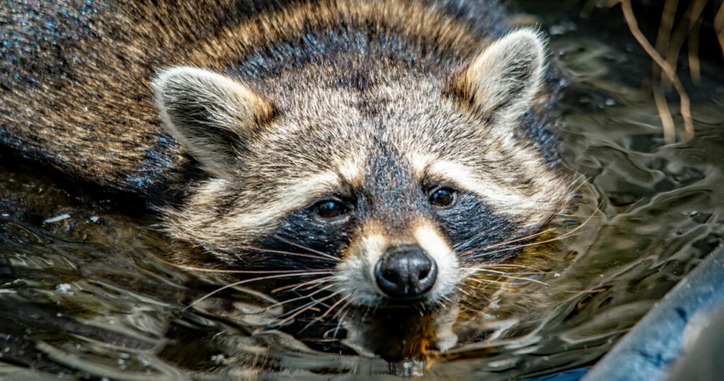 アライグマが泳いでいる様子