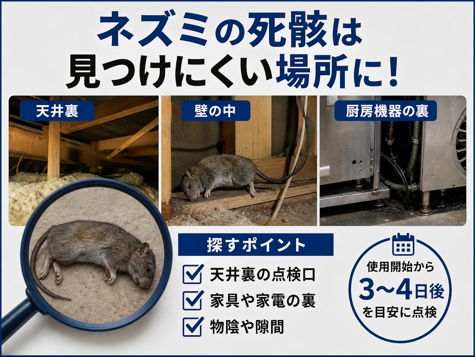 6. 殺鼠剤で死んだネズミはどこで死ぬ?死骸の探し方と回収