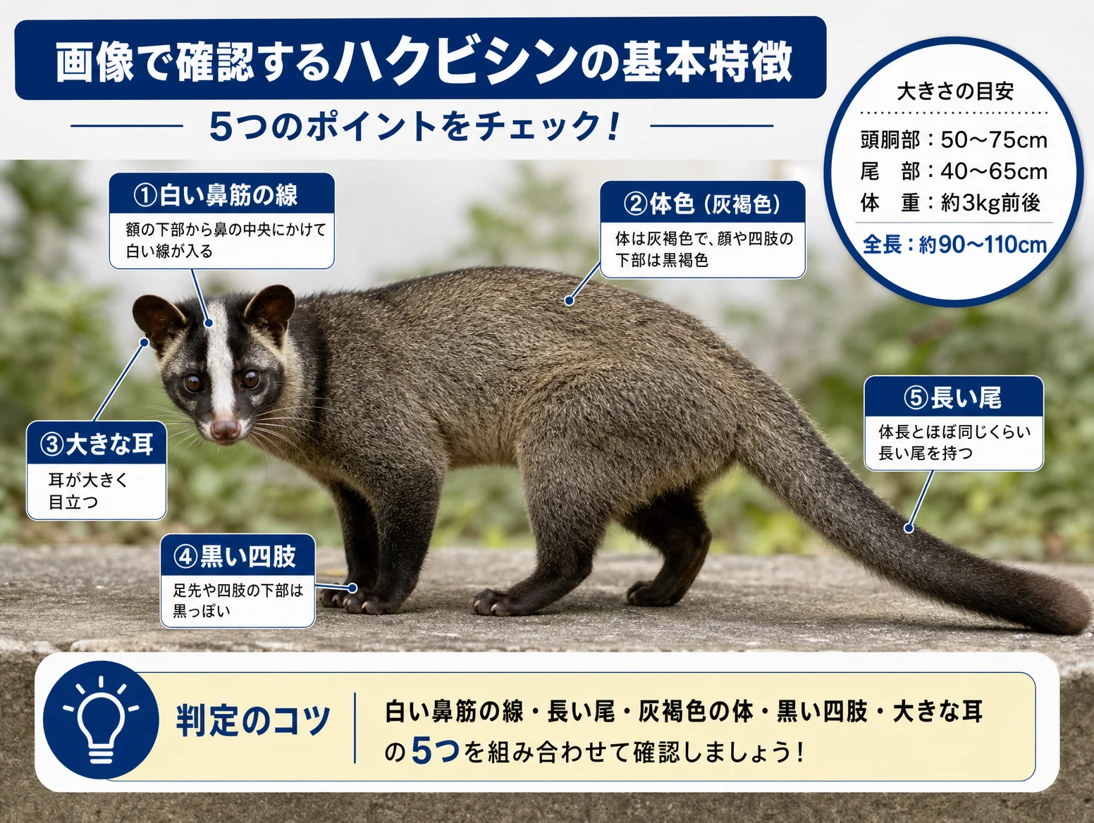 2. 画像で確認するハクビシンの基本特徴(大きさ・体色・尾・白線・四肢)