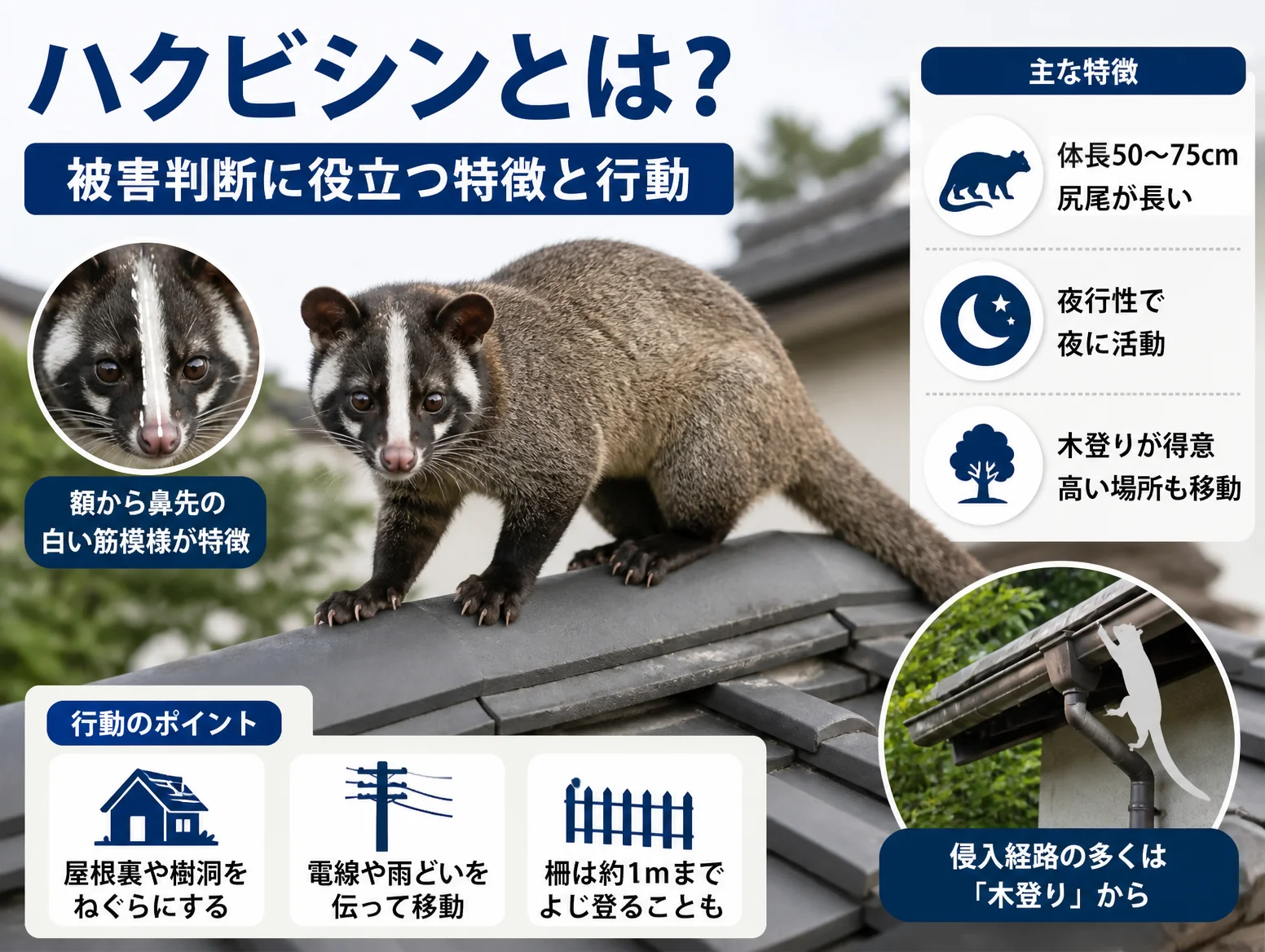 1. ハクビシンとは？被害判断に役立つ特徴と行動