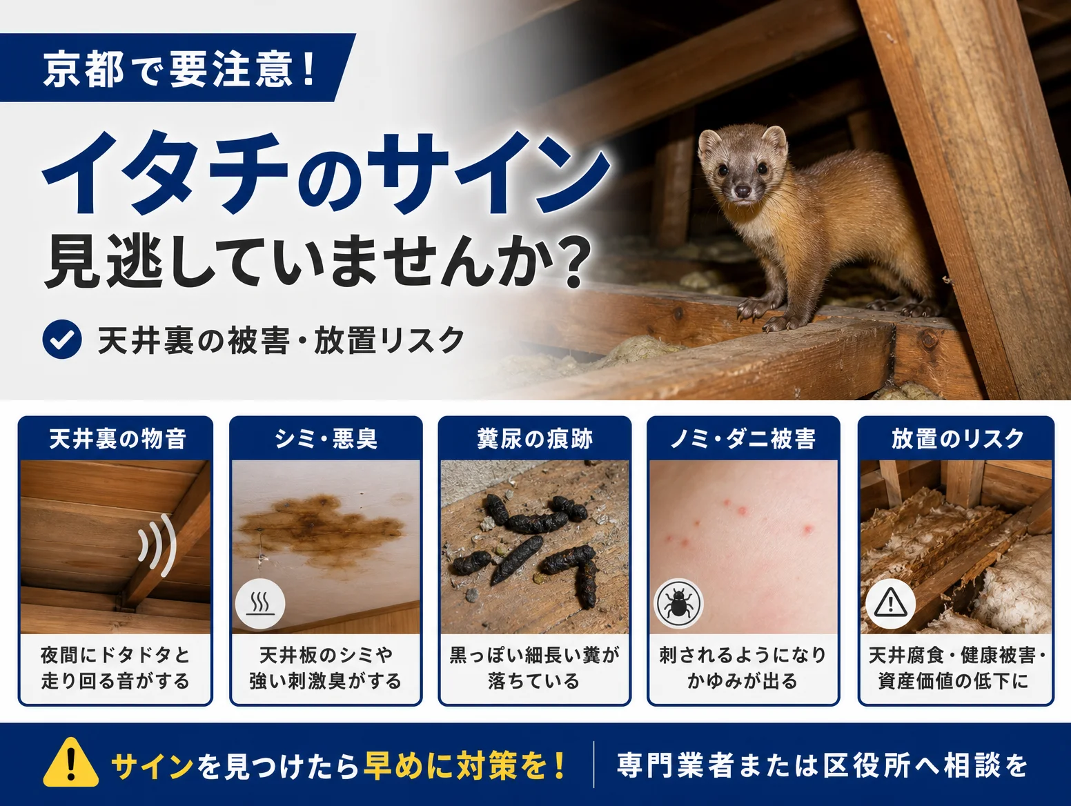 1. 京都でイタチが疑われるサイン｜天井裏の被害と放置リスク