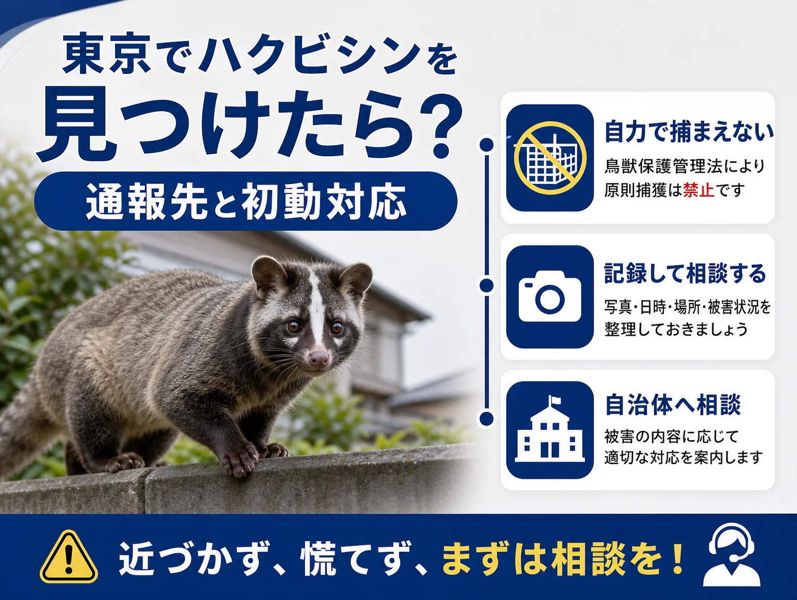 5. 東京でハクビシンを見つけたら？通報先と初動対応