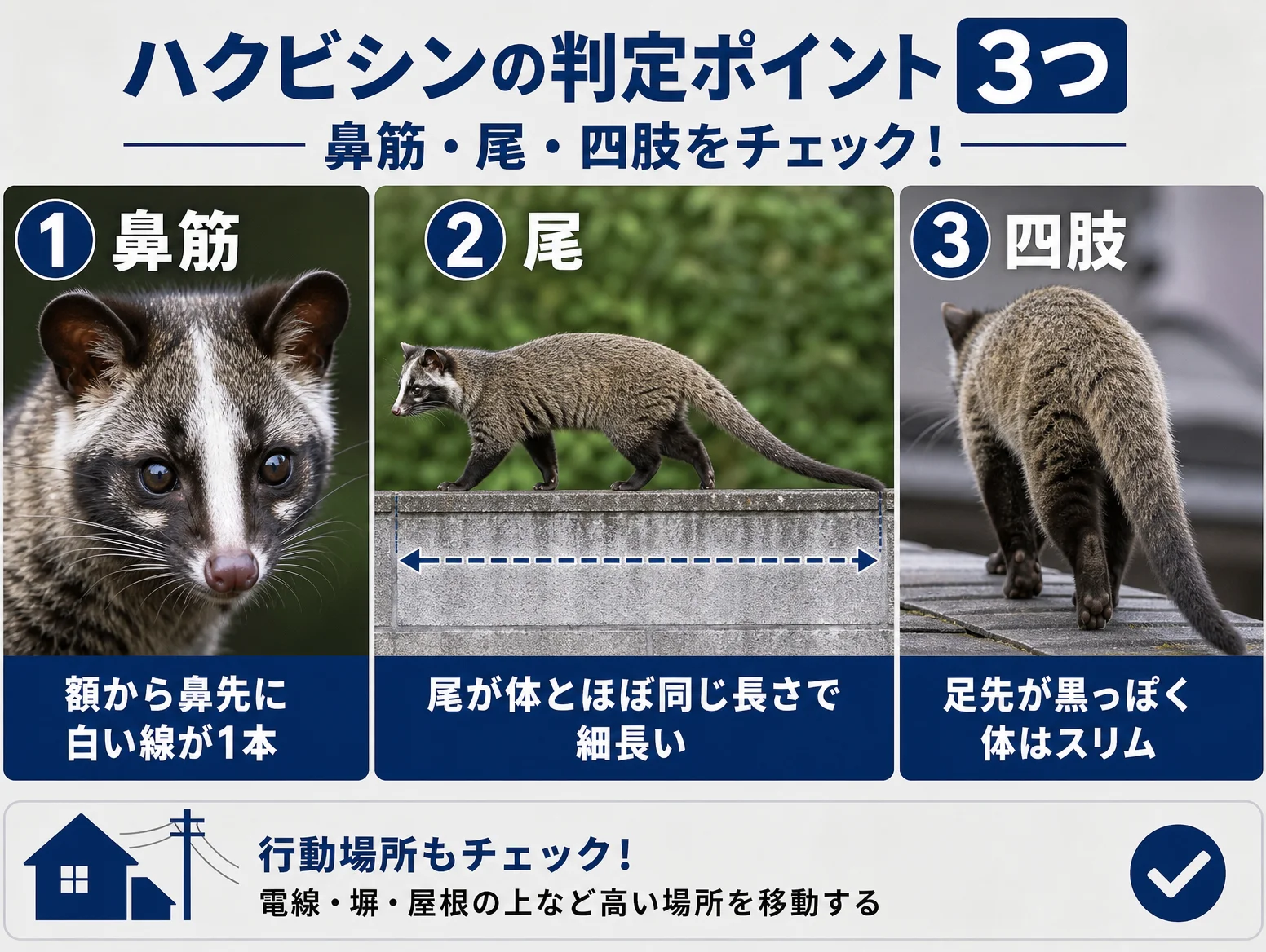 1. 画像で見るハクビシンの判定ポイント3つ|鼻筋・尾・四肢