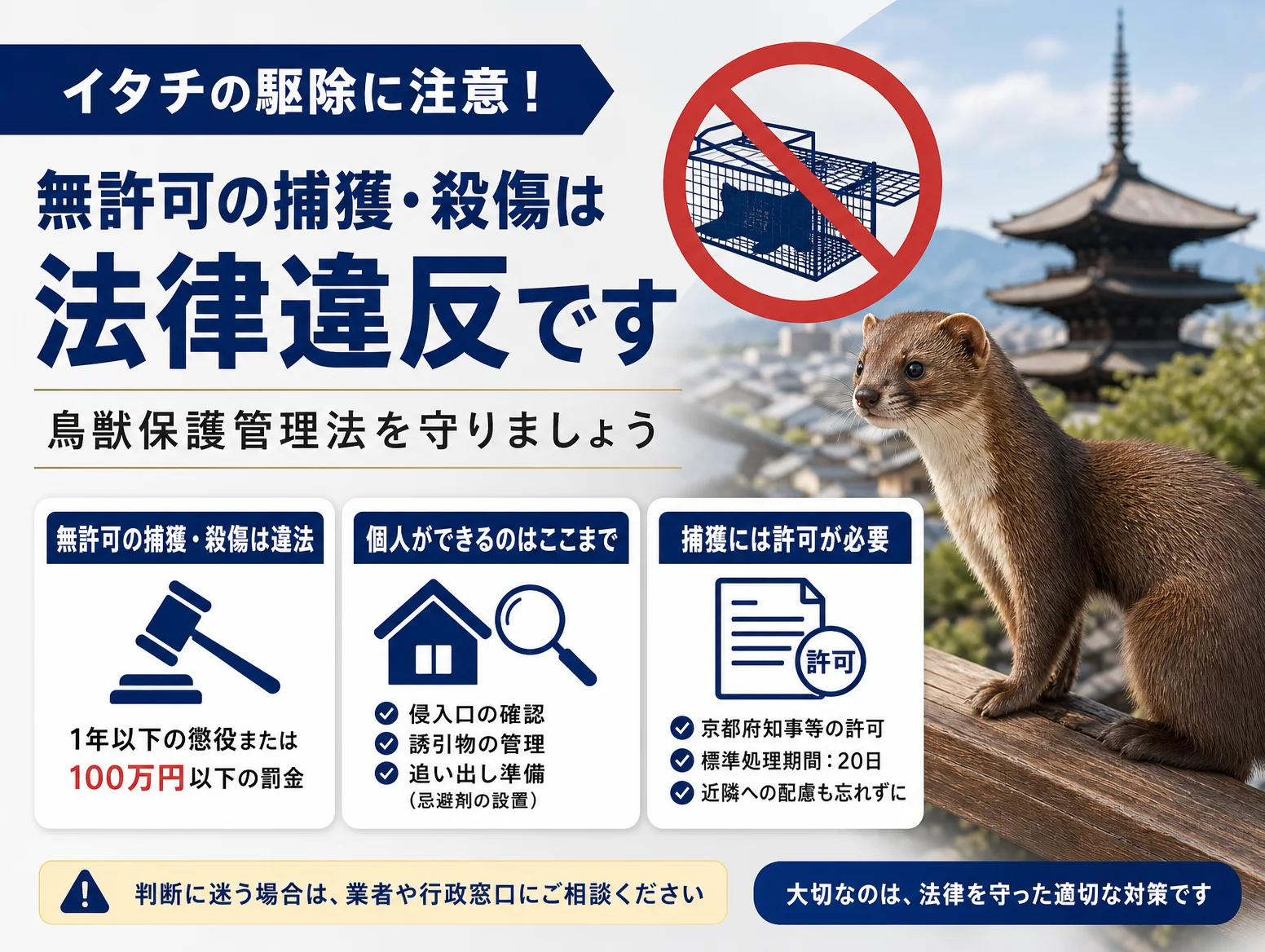5. イタチを駆除してはいけない理由｜鳥獣保護管理法と京都の捕獲ルール