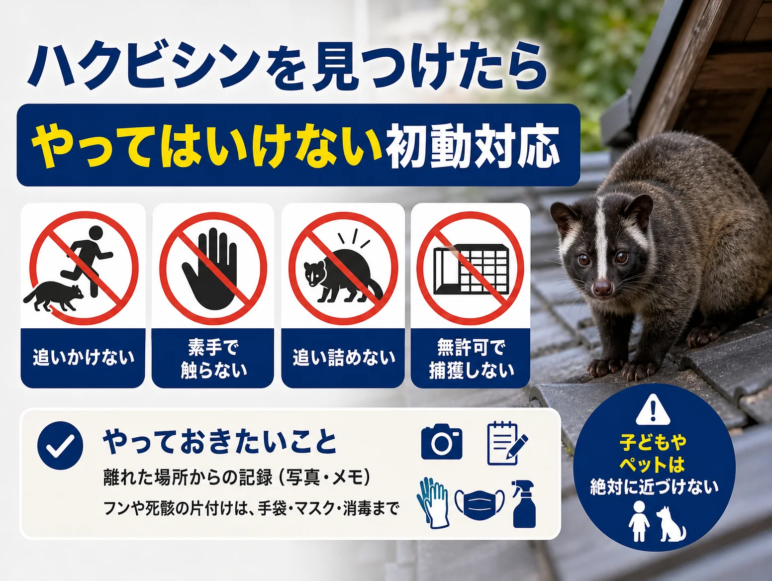 4. ハクビシンを見つけたらどうする？やってはいけない初動対応