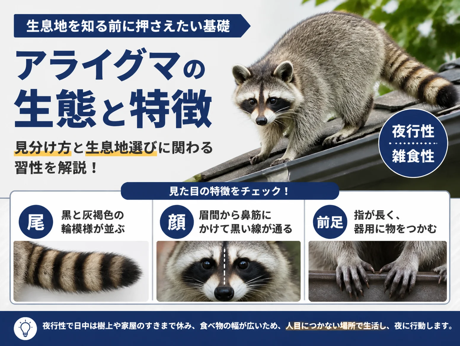 1. アライグマの生態と特徴|生息地を知る前に押さえたい基礎