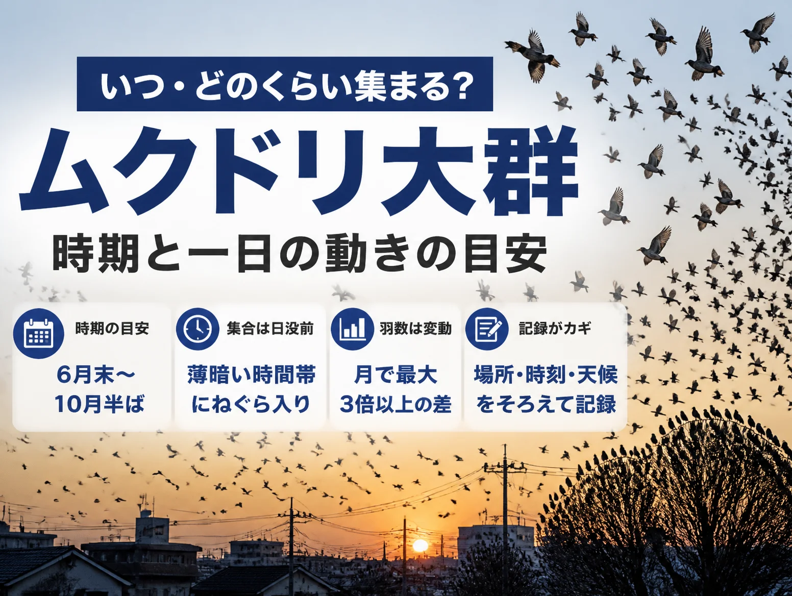 3. ムクドリの大群はいつ発生する?時期と一日の動きの目安