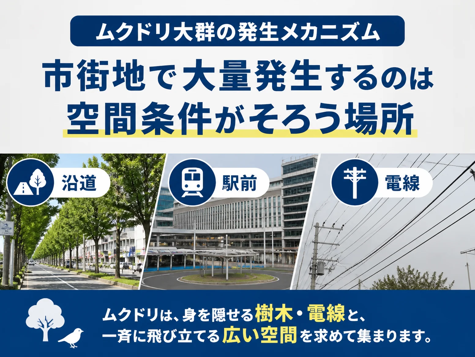2. ムクドリが市街地で大量発生するのはなぜ?駅前・沿道・電線が選ばれる空間条件