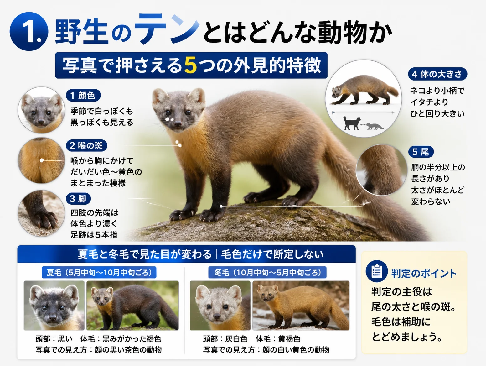 岩の上に立つ野生のテンの全身写真を中心に、顔色や喉のだいだい色の斑、脚先の濃い色、ネコより小柄な体の大きさ、胴の半分以上ある太い尾という5つの外見的特徴を拡大写真で示し、夏毛と冬毛の見た目の違いも比較した図解
