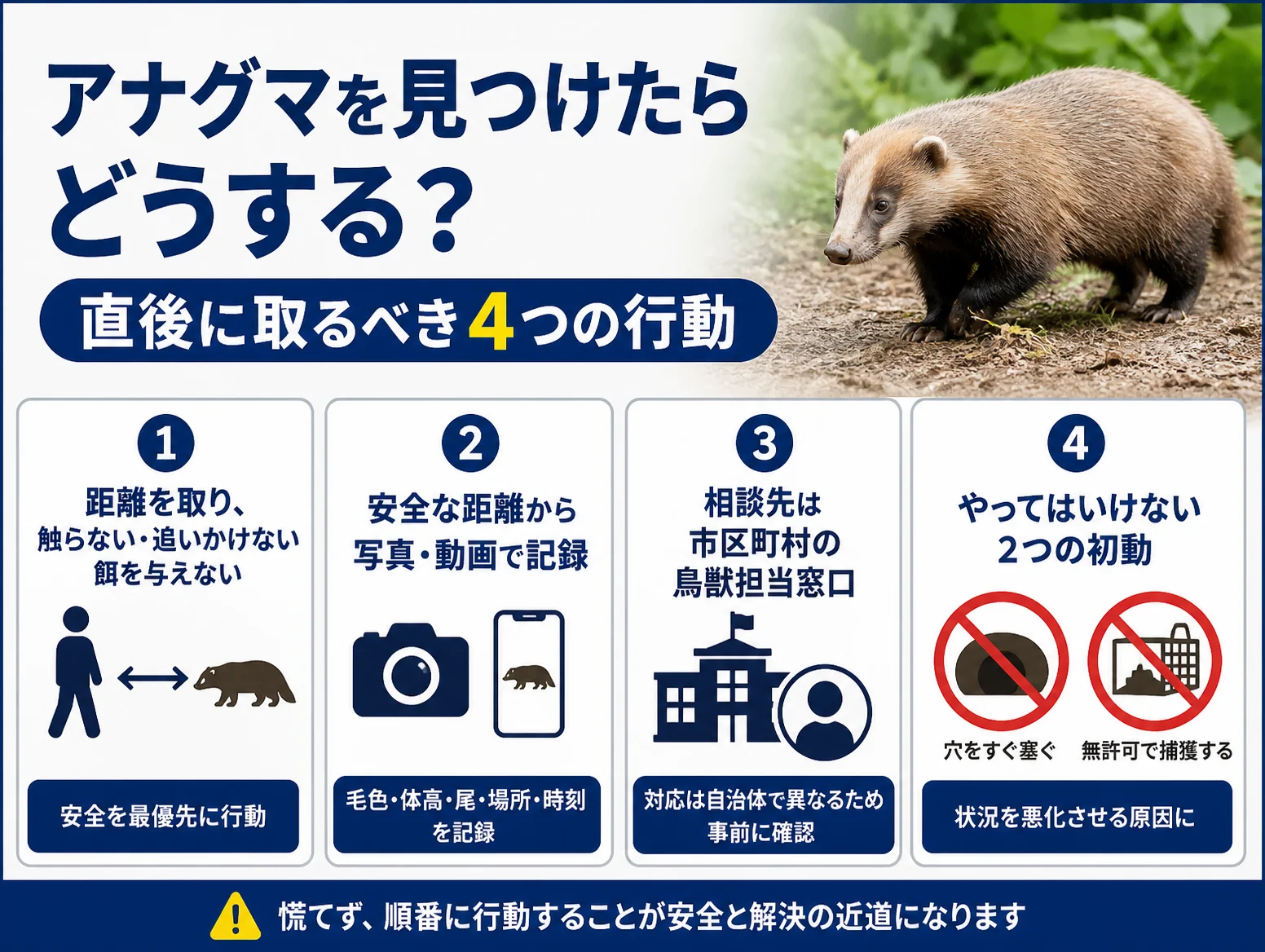 アナグマ 見つけたら直後に取るべき4つの行動をまとめた図解で、右上にアナグマの写真を配置し、距離を取り触らない、安全な距離から写真や動画で記録、市区町村の鳥獣担当窓口へ相談、穴をすぐ塞がず無許可で捕獲しないという注意点を番号付きアイコンで示している