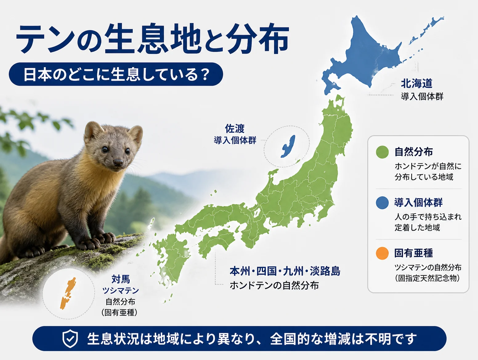 日本地図でテンの生息地と分布を示した図解で、本州四国九州淡路島をホンドテンの自然分布として緑、北海道と佐渡を導入個体群として青、対馬をツシマテンの固有亜種として橙で色分けし、左に木の上のテンの写真を配置した構成