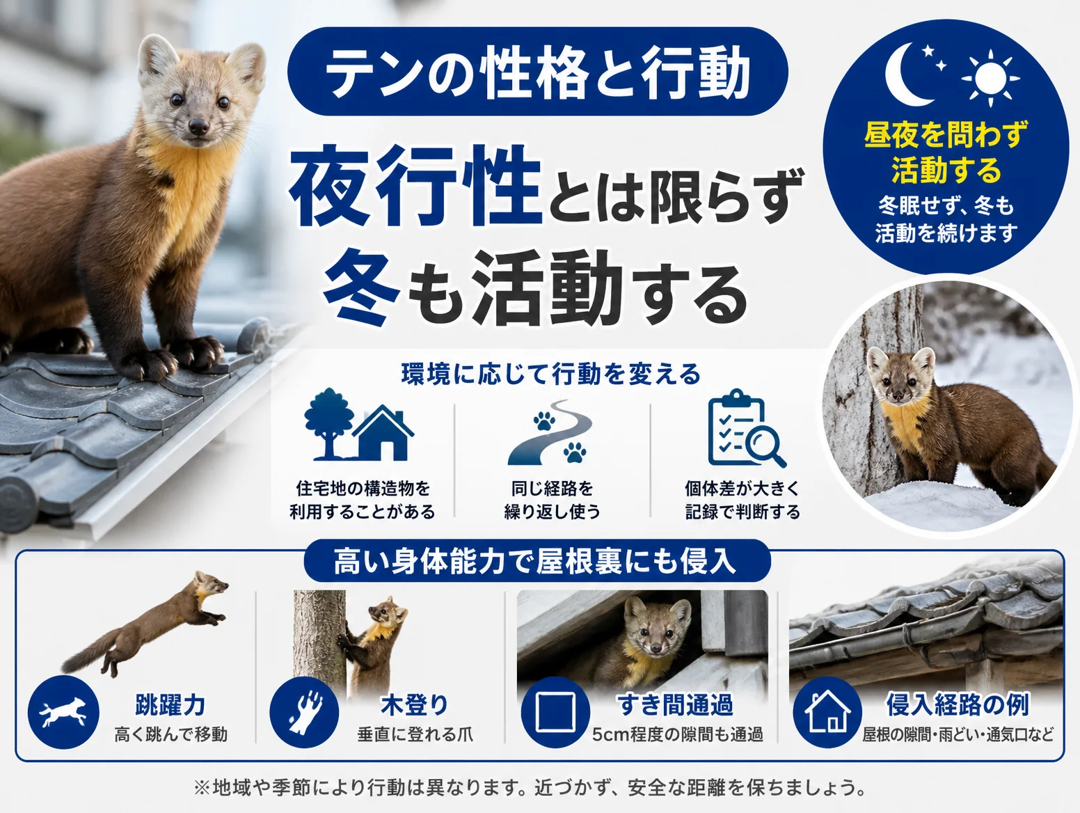 瓦屋根に立つテンの写真を背景に、テンが昼夜を問わず活動し冬眠せず冬も動くことを示す解説図。住宅地の構造物利用や同じ経路の反復、個体差といった行動特性に加え、跳躍力、木登り、5cm程度のすき間通過、屋根の隙間や雨どいなど侵入経路の例を写真とアイコンで整