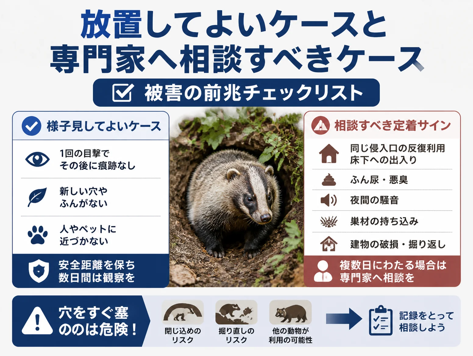 アナグマ 見つけたら様子見してよいケースと専門家へ相談すべき定着サインを左右に対比した図解で、中央に巣穴から顔を出すアナグマの写真、下部には穴をすぐ塞ぐ危険性と記録の重要性を示すチェックリスト