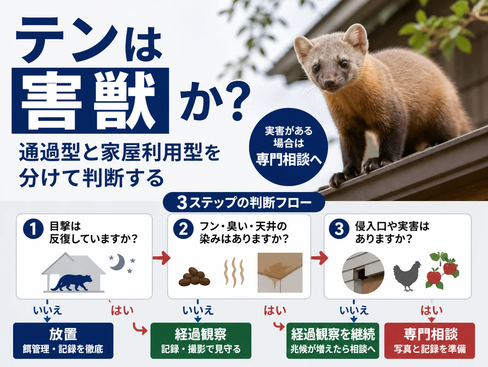 屋根の上に立つテンの写真とともに、通過型と家屋利用型を分けて判断する3ステップの判断フロー図を示し、目撃の反復、フンや臭い天井の染み、侵入口や実害の有無を順に確認し、放置、経過観察、専門相談へ振り分ける流れを図解した図