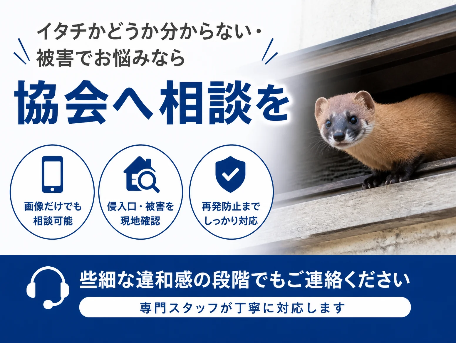 イタチ画像で正体が分からない時や被害の相談を促す案内図、屋根の軒下から顔を出す茶色い毛並みのイタチの写真と、画像だけでも相談可能、侵入口・被害を現地確認、再発防止まで対応の三つのアイコン